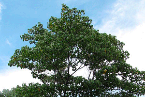 Balsa Tree